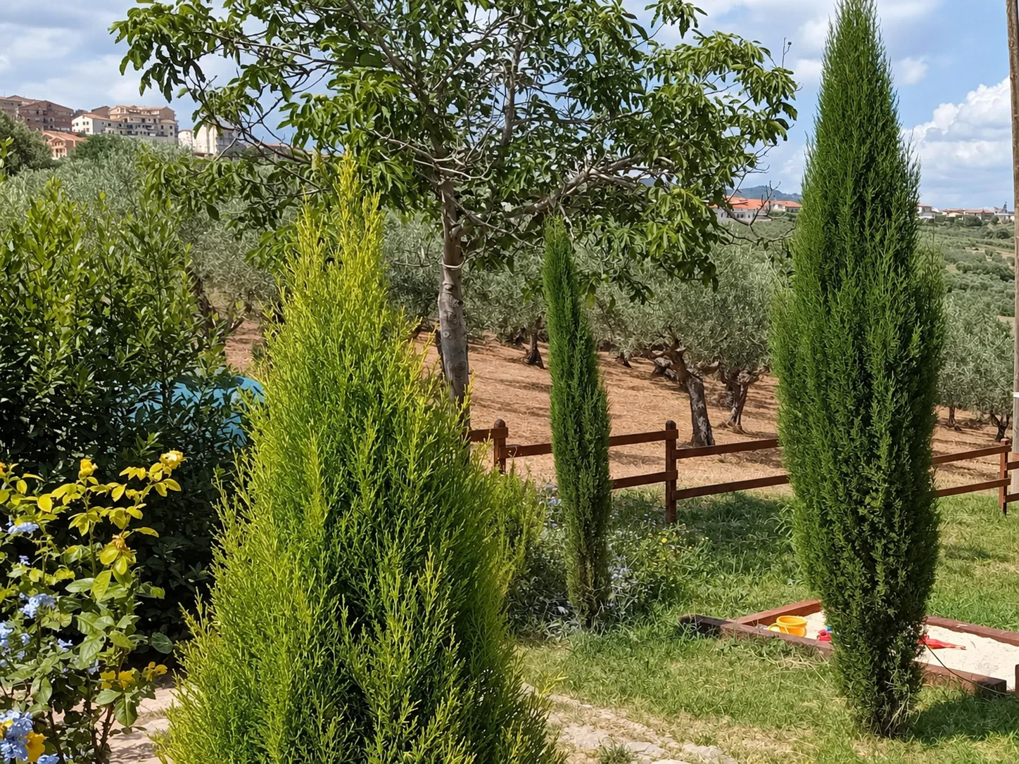 Cipressi e ulivi intorno alla casa