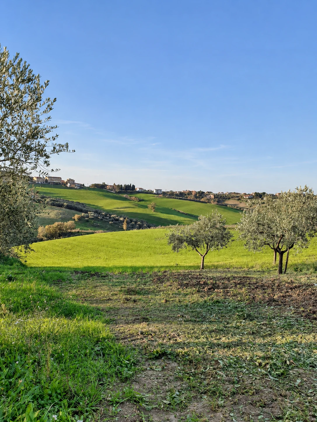Prato e colline intorno alla casa